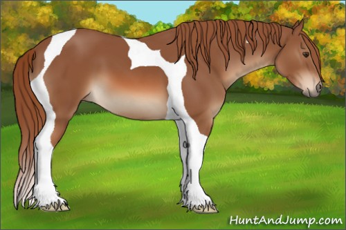 Horse Color:Chestnut Tobiano 