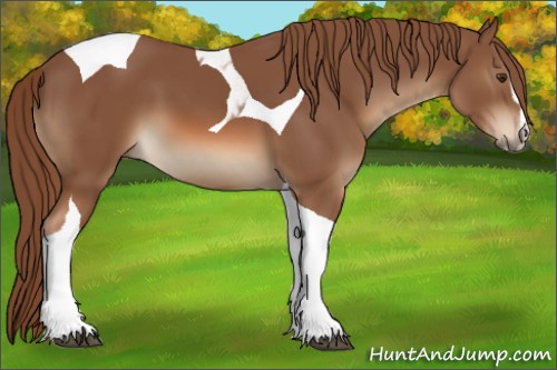 Horse Color:Chestnut Sabino Tobiano 
