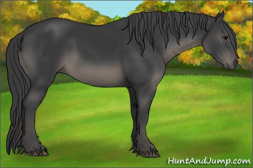 Horse Color:Black 
