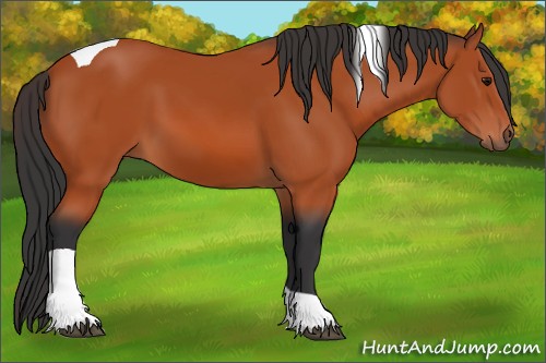 Horse Color:Bay Tobiano 