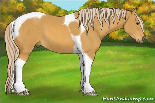 Horse Color:Palomino Tobiano 
