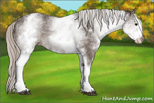Horse Color:White Spotted Silver Black Rabicano 