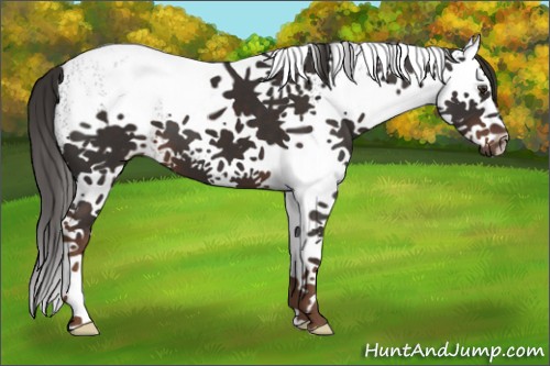 Horse Color:White Spotted Liver Chestnut Splash 