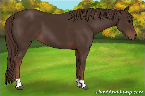 Horse Color:Liver Chestnut Tobiano 