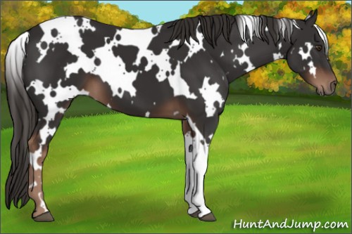 Horse Color:White Spotted Liver Chestnut 