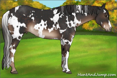 Horse Color:White Spotted Liver Chestnut 