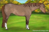 Horse Color:Liver Red Dun Tobiano