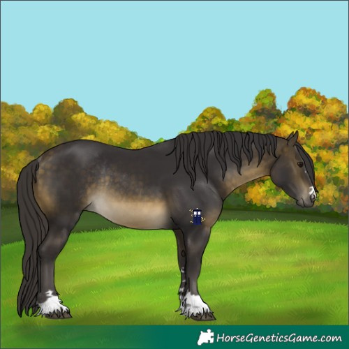 Horse Color:Buckskin Rabicano 
