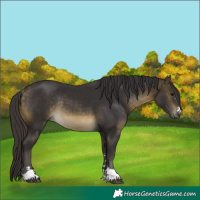 Horse Color:Buckskin Rabicano 