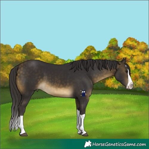 Horse Color:Buckskin Splash 
