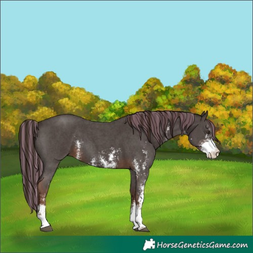 Horse Color:Painted Liver Chestnut Sabino 