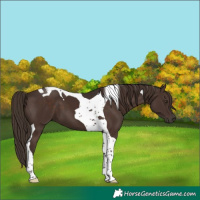 Horse Color:Liver Chestnut Tobiano 