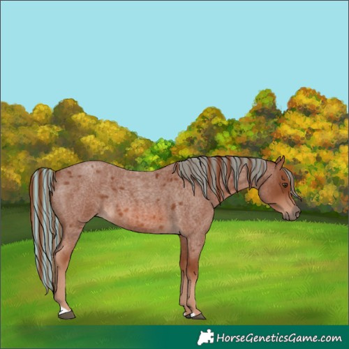 Horse Color:Painted Red Roan 