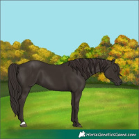 Horse Color:Liver Chestnut 