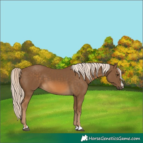 Horse Color:Chocolate Palomino 
