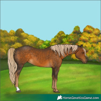 Horse Color:Chocolate Palomino 