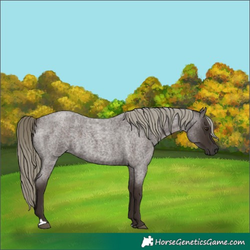 Horse Color:Liver Red Roan Mushroom
