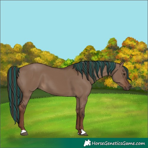 Horse Color:Painted Liver Red Dun 