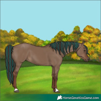 Horse Color:Painted Liver Red Dun 
