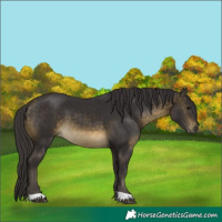 Horse Color:Buckskin 