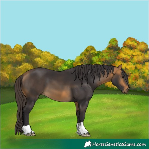 Horse Color:Buckskin 