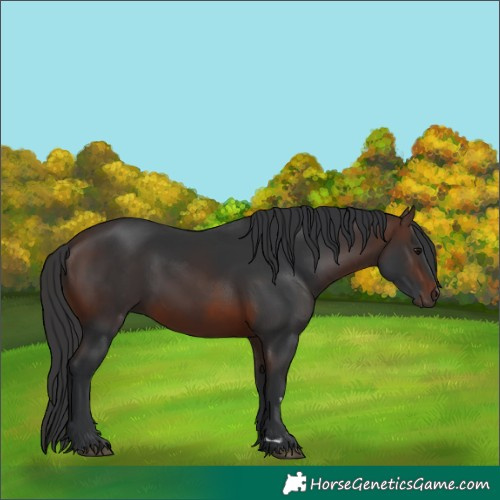 Horse Color:Brown 