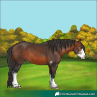 Horse Color:Brown Sabino