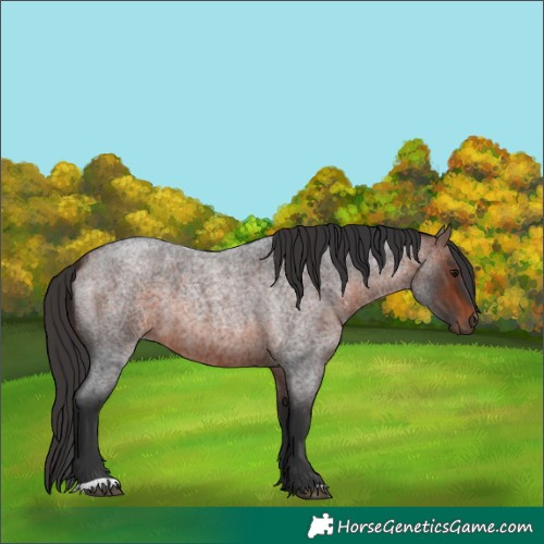 Horse Color:Brown Roan