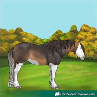 Horse Color:Buckskin Splash 