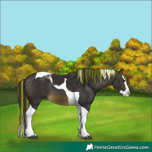 Horse Color:Painted Buckskin Splash Tobiano 