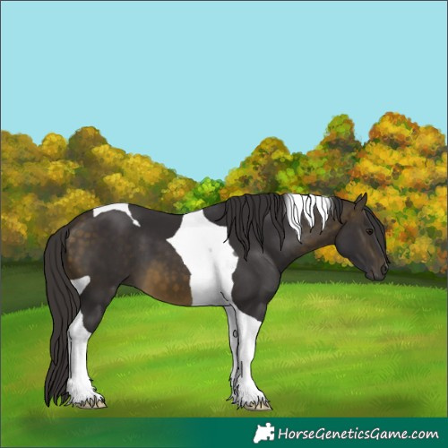 Horse Color:Buckskin Tobiano 