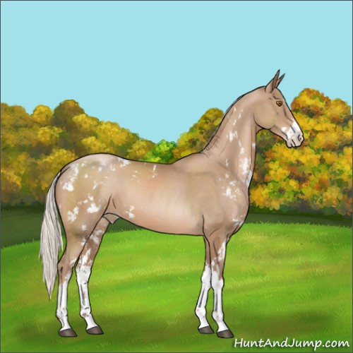 Horse Color:Silver Black Pearl Sabino 