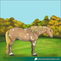 Horse Color:Painted White Spotted Silver Buckskin 
