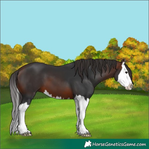 Horse Color:Brown Splash