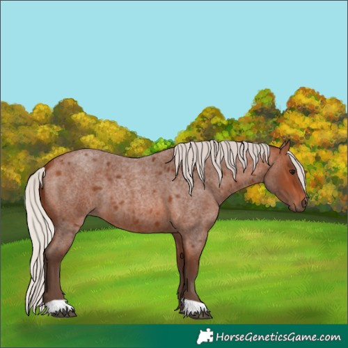 Horse Color:Silver Brown Roan 