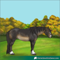 Horse Color:Buckskin 