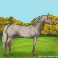 Horse Color:Silver Grullo Roan 