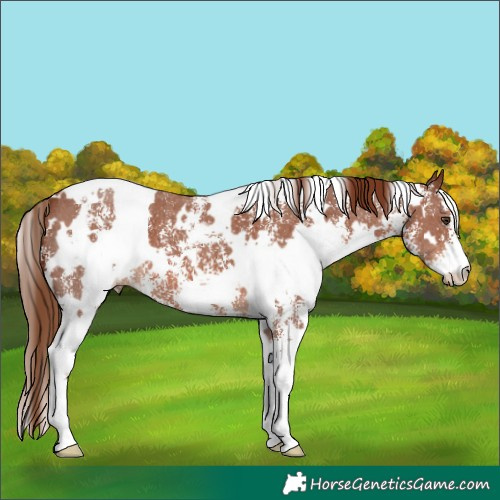 Horse Color:White Spotted Chestnut Sabino