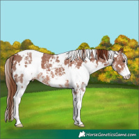 Horse Color:White Spotted Chestnut Sabino