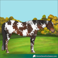 Horse Color:White Spotted Liver Chestnut