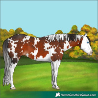 Horse Color:White Spotted Brown Splash 