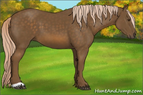 Horse Color:Chocolate Palomino 
