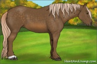 Horse Color:Chocolate Palomino 