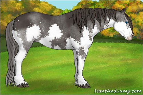 Horse Color:Smoky Black Splash