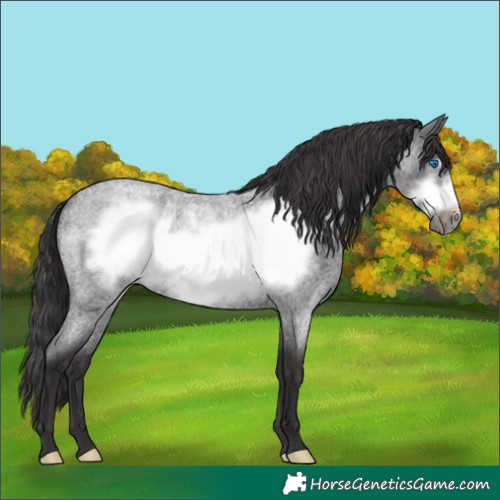 Horse Color:Smoky Blue Roan Frame
