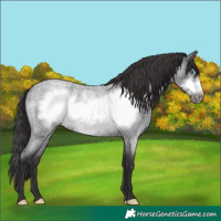 Horse Color:Smoky Blue Roan Frame 