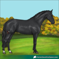Horse Color:Black 