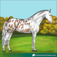 Horse Color:Silver Brown Dun Tobiano Appaloosa