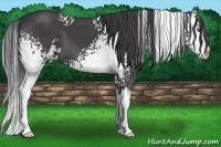 Horse Color:White Spotted Smoky Black Sabino Splash 