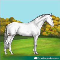 Horse Color:Liver Chestnut Sabino